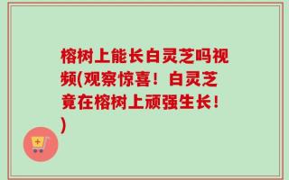 榕树上能长白灵芝吗视频(观察惊喜！白灵芝竟在榕树上顽强生长！)