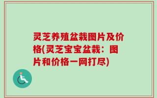 灵芝养殖盆栽图片及价格(灵芝宝宝盆栽：图片和价格一网打尽)