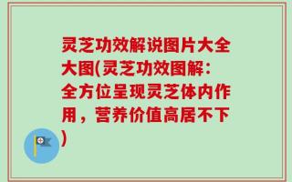 灵芝功效解说图片大全大图(灵芝功效图解：全方位呈现灵芝体内作用，营养价值高居不下)
