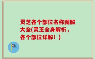 灵芝各个部位名称图解大全(灵芝全身解析，各个部位详解！)