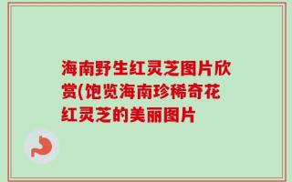 海南野生红灵芝图片欣赏(饱览海南珍稀奇花红灵芝的美丽图片
