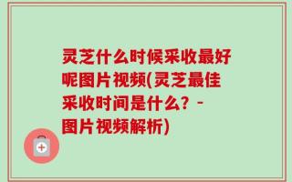 灵芝什么时候采收最好呢图片视频(灵芝最佳采收时间是什么？- 图片视频解析)