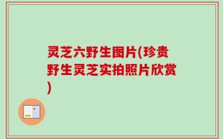 灵芝六野生图片(珍贵野生灵芝实拍照片欣赏)