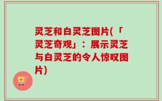 灵芝和白灵芝图片(「灵芝奇观」：展示灵芝与白灵芝的令人惊叹图片)