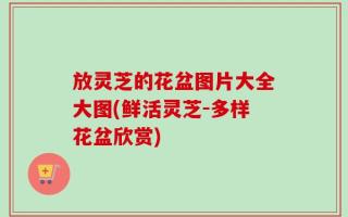 放灵芝的花盆图片大全大图(鲜活灵芝-多样花盆欣赏)
