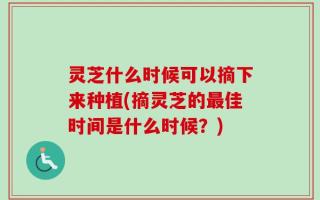 灵芝什么时候可以摘下来种植(摘灵芝的最佳时间是什么时候？)
