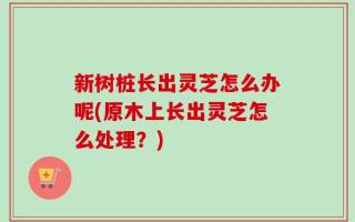 新树桩长出灵芝怎么办呢(原木上长出灵芝怎么处理？)