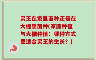 灵芝在家里面种还是在大棚里面种(家庭种植与大棚种植：哪种方式更适合灵芝的生长？)
