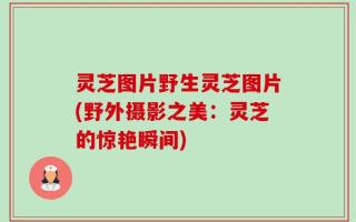 灵芝图片野生灵芝图片(野外摄影之美：灵芝的惊艳瞬间)