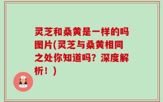 灵芝和桑黄是一样的吗图片(灵芝与桑黄相同之处你知道吗？深度解析！)