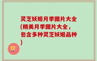 灵芝妖姬月季图片大全(精美月季图片大全，包含多种灵芝妖姬品种)