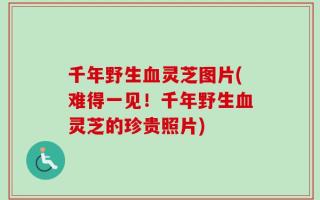 千年野生血灵芝图片(难得一见！千年野生血灵芝的珍贵照片)