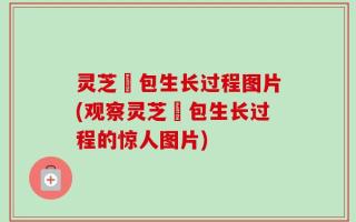 灵芝囷包生长过程图片(观察灵芝囷包生长过程的惊人图片)