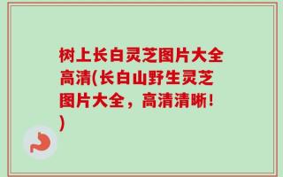 树上长白灵芝图片大全高清(长白山野生灵芝图片大全，高清清晰！)