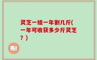 灵芝一组一年割几斤(一年可收获多少斤灵芝？)