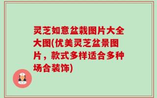 灵芝如意盆栽图片大全大图(优美灵芝盆景图片，款式多样适合多种场合装饰)