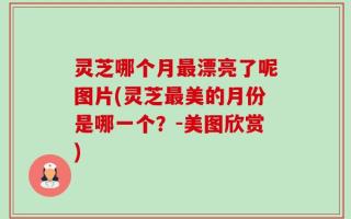 灵芝哪个月最漂亮了呢图片(灵芝最美的月份是哪一个？-美图欣赏)
