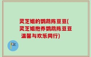 灵芝姐的鹦鹉陈豆豆(灵芝姐抱养鹦鹉陈豆豆 温馨与欢乐同行)