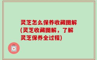 灵芝怎么保养收藏图解(灵芝收藏图解，了解灵芝保养全过程)