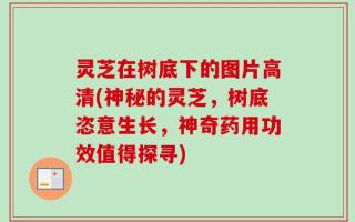 灵芝在树底下的图片高清(神秘的灵芝，树底恣意生长，神奇药用功效值得探寻)