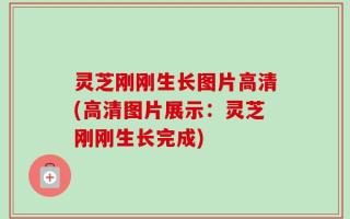 灵芝刚刚生长图片高清(高清图片展示：灵芝刚刚生长完成)