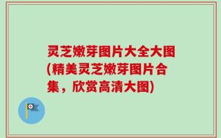 灵芝嫩芽图片大全大图(精美灵芝嫩芽图片合集，欣赏高清大图)