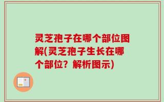 灵芝孢子在哪个部位图解(灵芝孢子生长在哪个部位？解析图示)