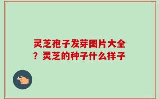 灵芝孢子发芽图片大全？灵芝的种子什么样子