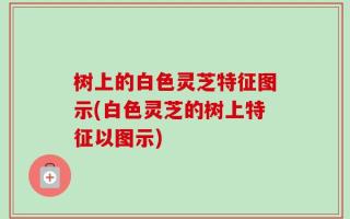 树上的白色灵芝特征图示(白色灵芝的树上特征以图示)