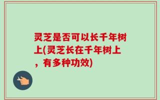 灵芝是否可以长千年树上(灵芝长在千年树上，有多种功效)