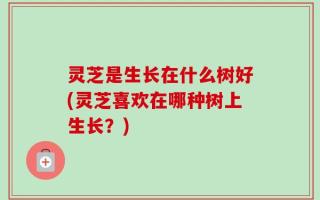 灵芝是生长在什么树好(灵芝喜欢在哪种树上生长？)