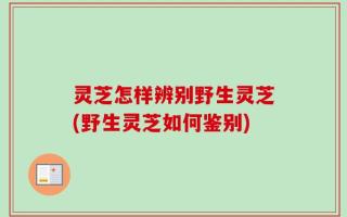 灵芝怎样辨别野生灵芝(野生灵芝如何鉴别)
