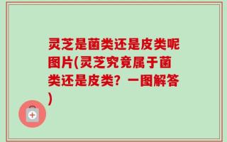 灵芝是菌类还是皮类呢图片(灵芝究竟属于菌类还是皮类？一图解答)