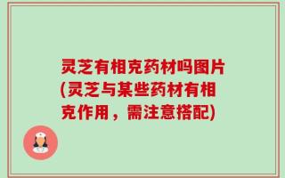 灵芝有相克药材吗图片(灵芝与某些药材有相克作用，需注意搭配)