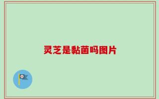 灵芝是黏菌吗图片