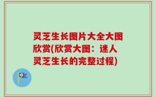 灵芝生长图片大全大图欣赏(欣赏大图：迷人灵芝生长的完整过程)