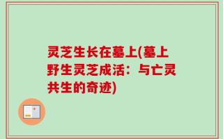 灵芝生长在墓上(墓上野生灵芝成活：与亡灵共生的奇迹)