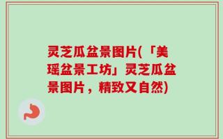 灵芝瓜盆景图片(「美瑶盆景工坊」灵芝瓜盆景图片，精致又自然)
