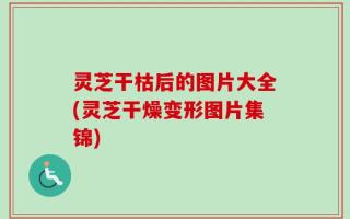 灵芝干枯后的图片大全(灵芝干燥变形图片集锦)