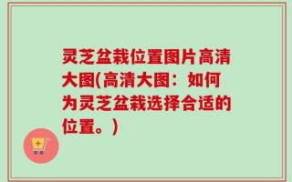 灵芝盆栽位置图片高清大图(高清大图：如何为灵芝盆栽选择合适的位置。)