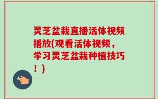 灵芝盆栽直播活体视频播放(观看活体视频，学习灵芝盆栽种植技巧！)