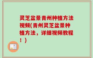 灵芝盆景青州种植方法视频(青州灵芝盆景种植方法，详细视频教程！)