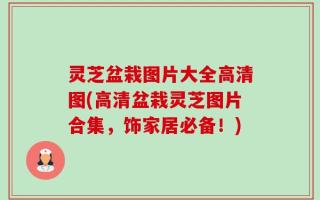 灵芝盆栽图片大全高清图(高清盆栽灵芝图片合集，饰家居必备！)