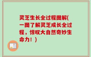 灵芝生长全过程图解(一图了解灵芝成长全过程，惊叹大自然奇妙生命力！)