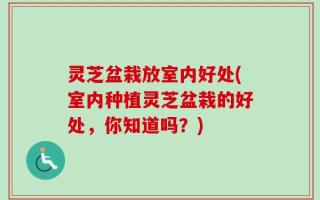 灵芝盆栽放室内好处(室内种植灵芝盆栽的好处，你知道吗？)