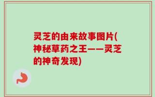 灵芝的由来故事图片(神秘草药之王——灵芝的神奇发现)