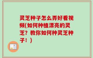 灵芝种子怎么弄好看视频(如何种植漂亮的灵芝？教你如何种灵芝种子！)