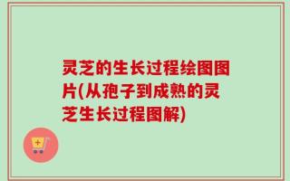 灵芝的生长过程绘图图片(从孢子到成熟的灵芝生长过程图解)
