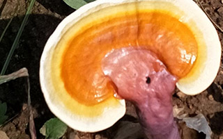 灵芝孢子粉有毒性吗