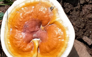 中风病人能吃灵芝孢子粉吗？